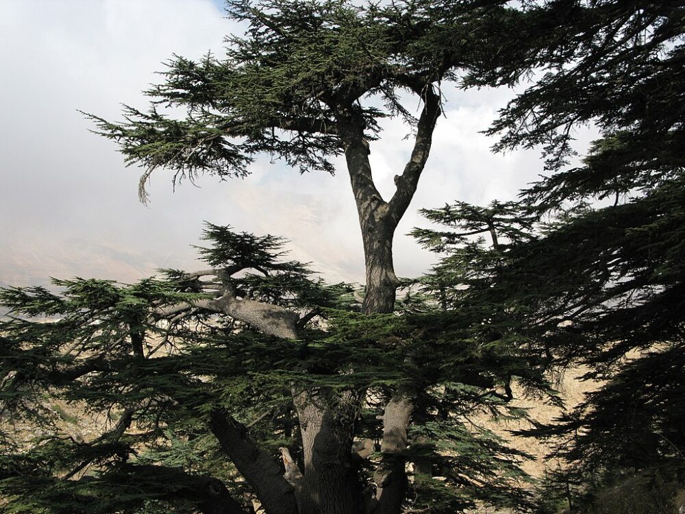 Cedar of Lebanon
